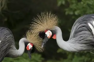 Zfo Soubor